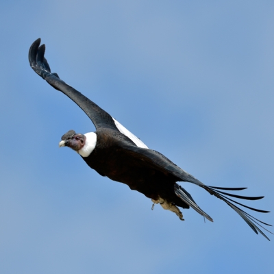 Andean Condor flying through the air