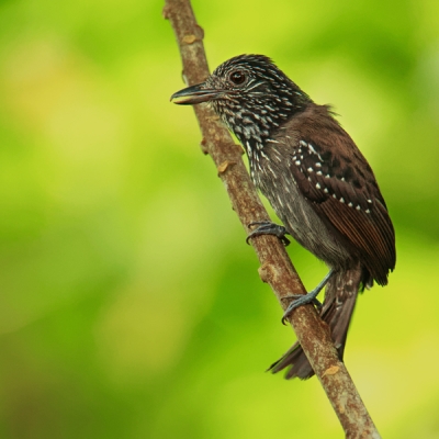 Black-hooded Antshrike on a branch