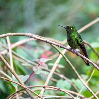 Buff-tailed Coronet perched on a branch in Manizales, Colombia