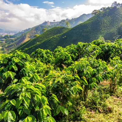Lush green landscapes of coffee plants on Manizales hills