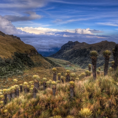 Páramo landscape at Nevado del Ruiz in Colombia