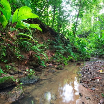 Lush vegetation of the Osa Peninsula