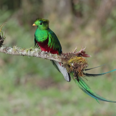 Resplendent Quetzal perched on a branch