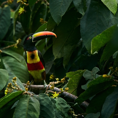 Fiery-billed Aracari on a branch