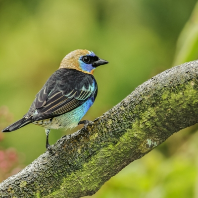 Golden-hooded Tanager on a branch