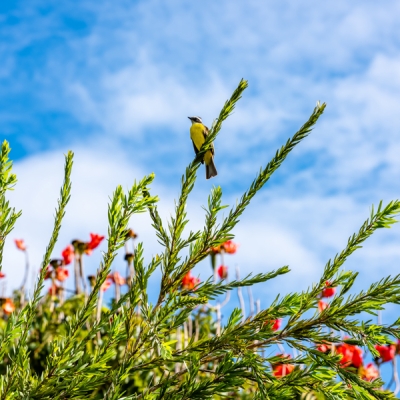 Great Kiskadee perched on a branch