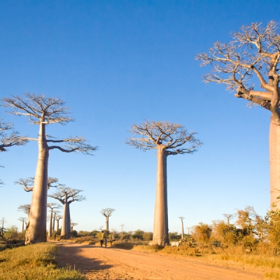 Baobab Trees in Madagascar