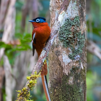 Malagasy Paradise-Flycatcher on a branch