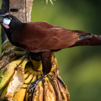 Montezuma Oropendola perched on a banana bunch