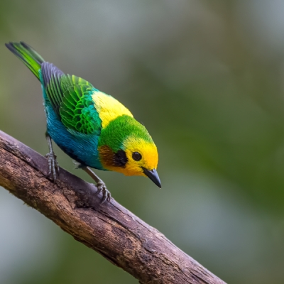 Multicolored Tanager on a branch