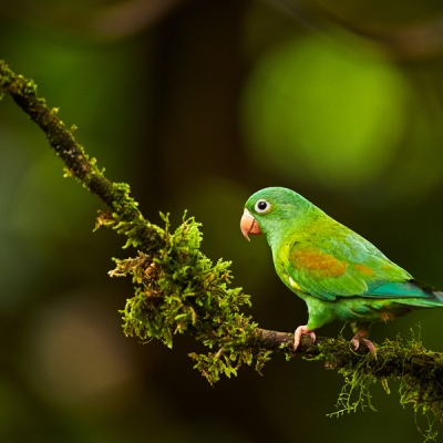 Orange-chinned Parakeet on a branch