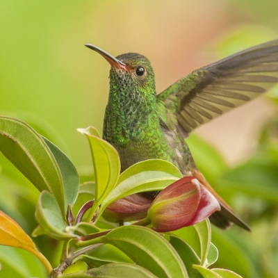 Rufous-tailed Hummingbird among leaves