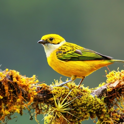 Silver-throated Tanager on a branch
