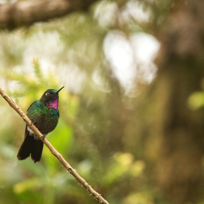 Tourmaline Sunagel on a branch in Nevado del Ruiz, Colombia