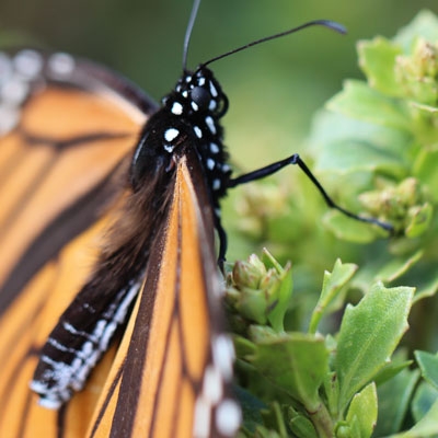 butterfly perched on plant
