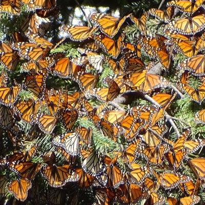 too many monarchs to count perch on a tree branch