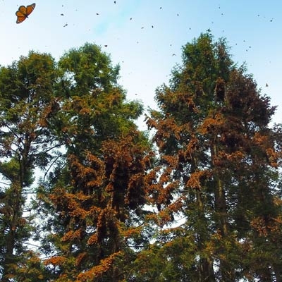 monarchs flying the the air and on trees in the distance