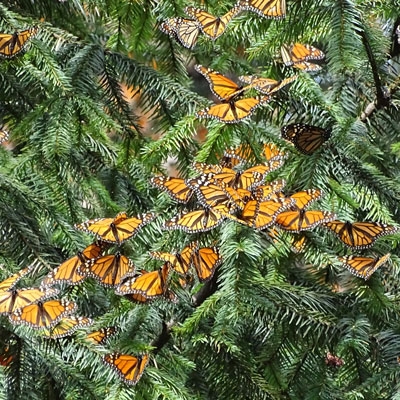 monarchs resting on a tree branch