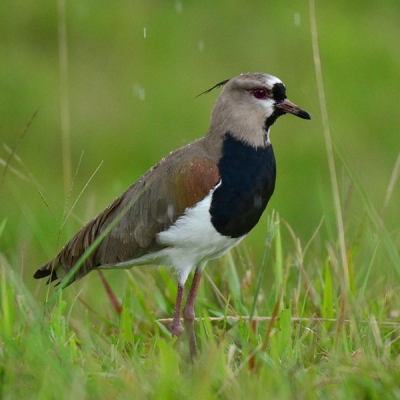 A Southern Lapwing stands in a grassy area