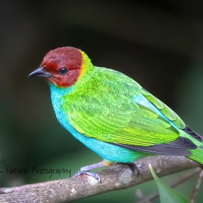 Bay-headed Tanager perched on a branch