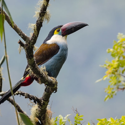 A Black-billed Mountain-Toucan perched in a tree branch