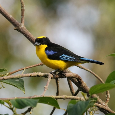A Blue-winged Mountain Tanager sits perched on a small branch