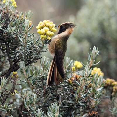 A Buffy Helmetcrest clings upright to a cluster of Monticalia sp. flowers
