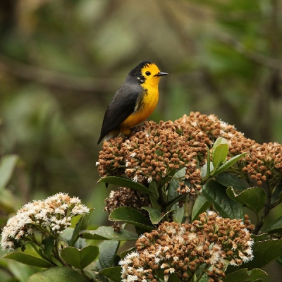A Golden-fronted Redstart sits perched atop a cluster of flowers