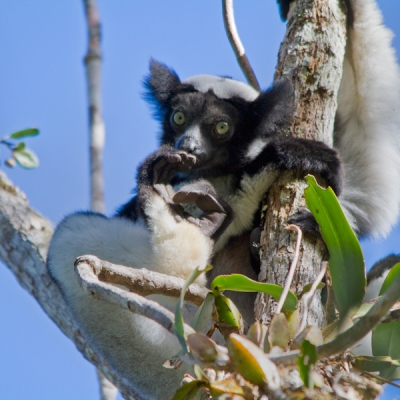 Indri perched on a tree in Madagascar