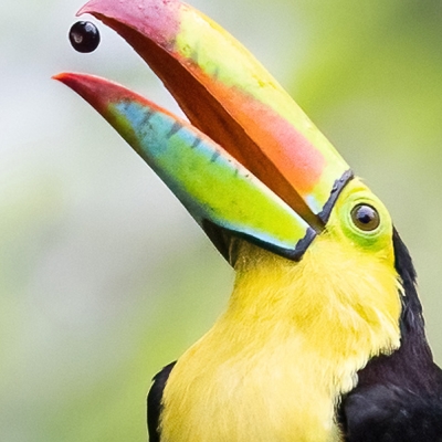 Keel-billed Toucan eating