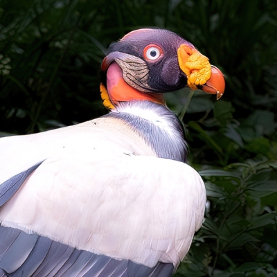 King Vulture up close
