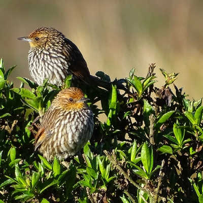 A pair of Many-striped Canasteros sit perched in a shrub