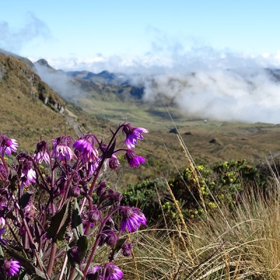 Mountainous landscape with flowers and tall grasses in the foreground