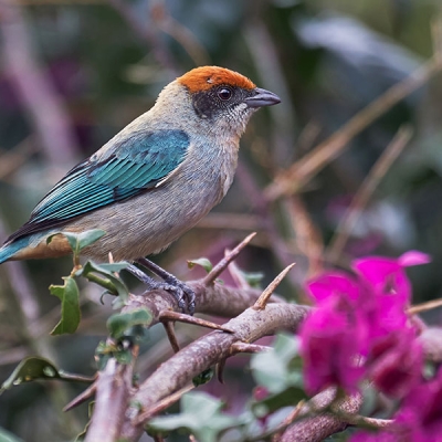 A Scrub Tanager sits perched on a thorny branch