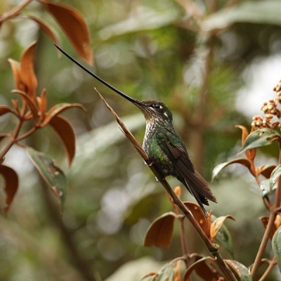 A Sword-billed Hummingbird sits perched on a small branch