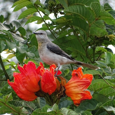 Tropical Mockingbird among bright red flowers