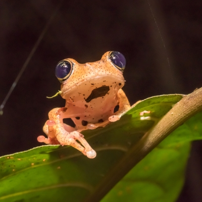 Boophis tree frog on a leaf in Madagascar