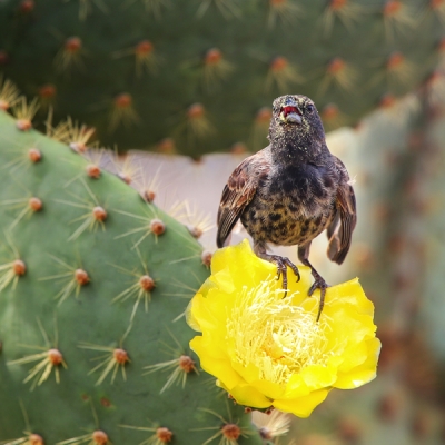 Common Cactus Finch on a flower in the Galápagos