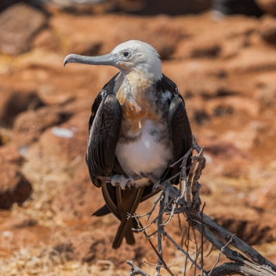 Frigatebird in North Seymour Island