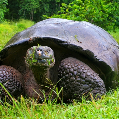 Galápagos Giant Tortoise