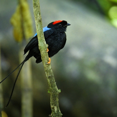Long-tailed Manakin perched on a branch