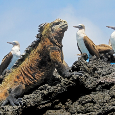 Marine iguana with Blue-footed Boobies on the volcanic terrain of Galápagos