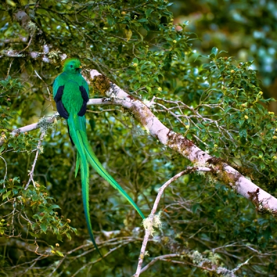 Resplendent Quetzal on a tree