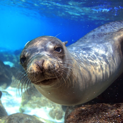 Sea lion swimming underwater in Galápagos