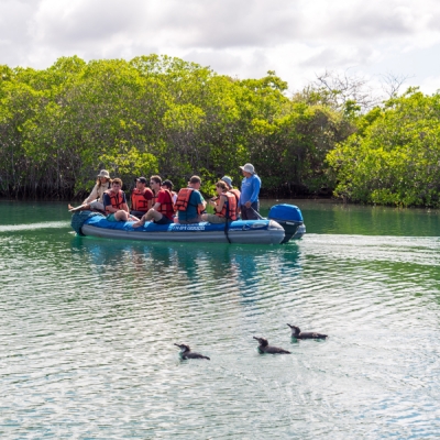 Travelers observing Galápagos Penguins