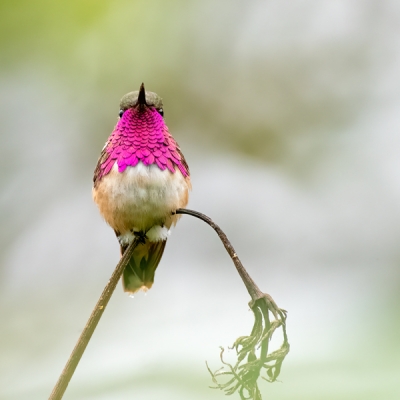 Wine-throated Hummingbird perched on a branch