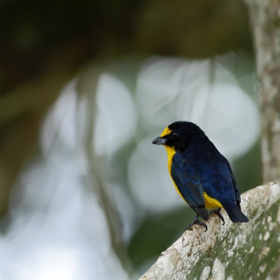 Yellow-throated Euphonia on a tree