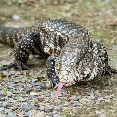 A striped lizard sticks its toungue out in the direction of the camera