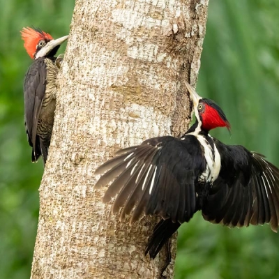 Two woodpeckers perch on either side of a tree trunk