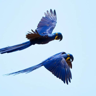 Two macaws in flight next to eachother